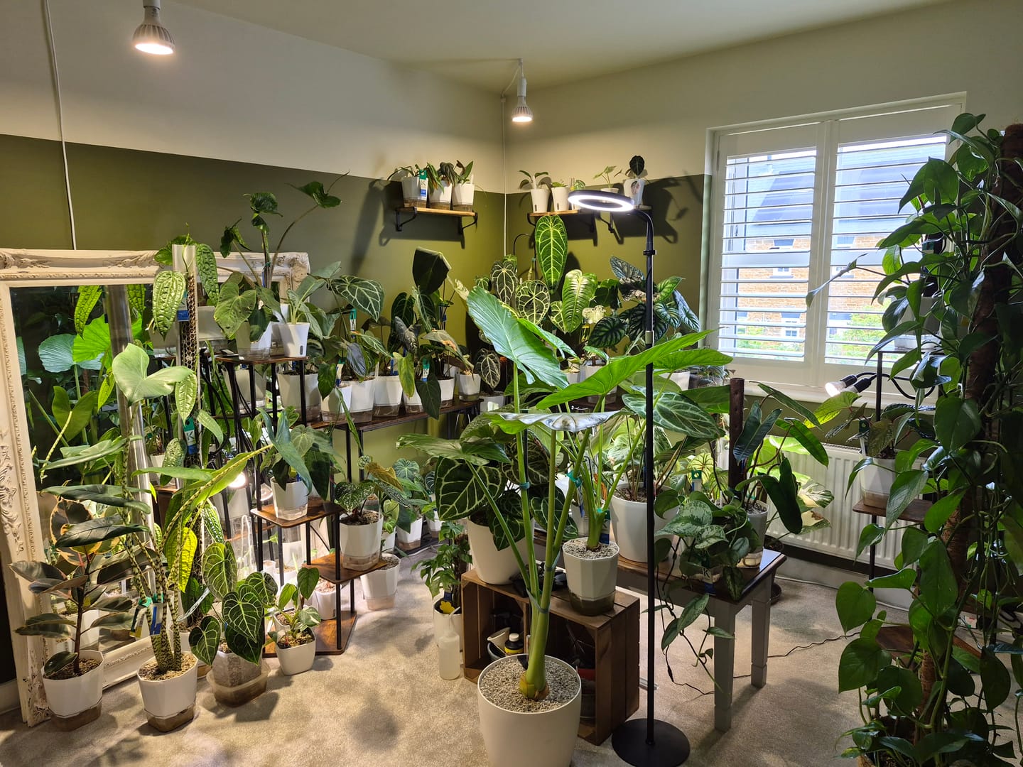 Customer photo review of Pianta Grow Light and Enna Plug-in Ceiling Pendant Bundle