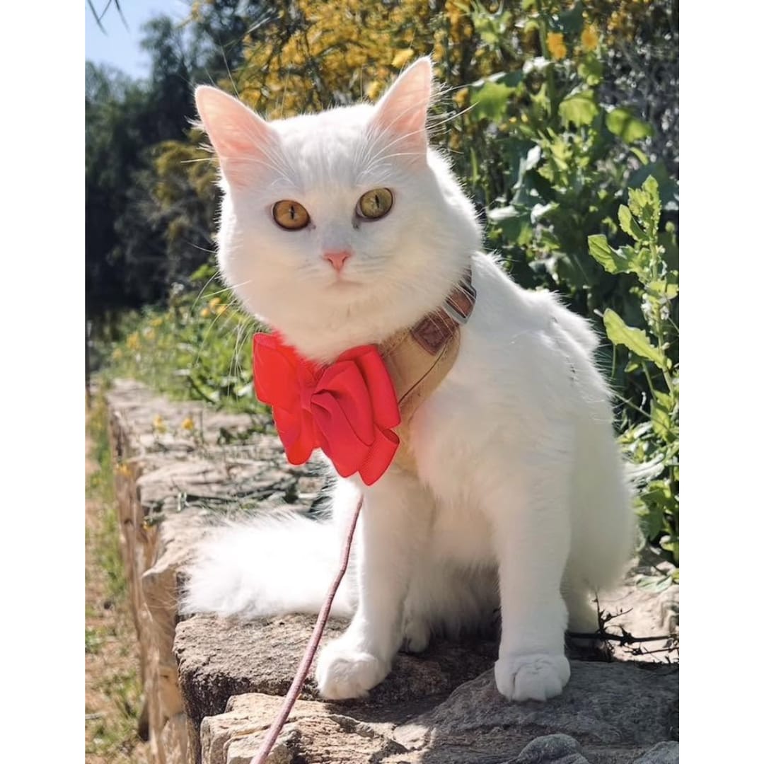 Customer photo review of Guía definitiva para sacar a tu gato sin estrés