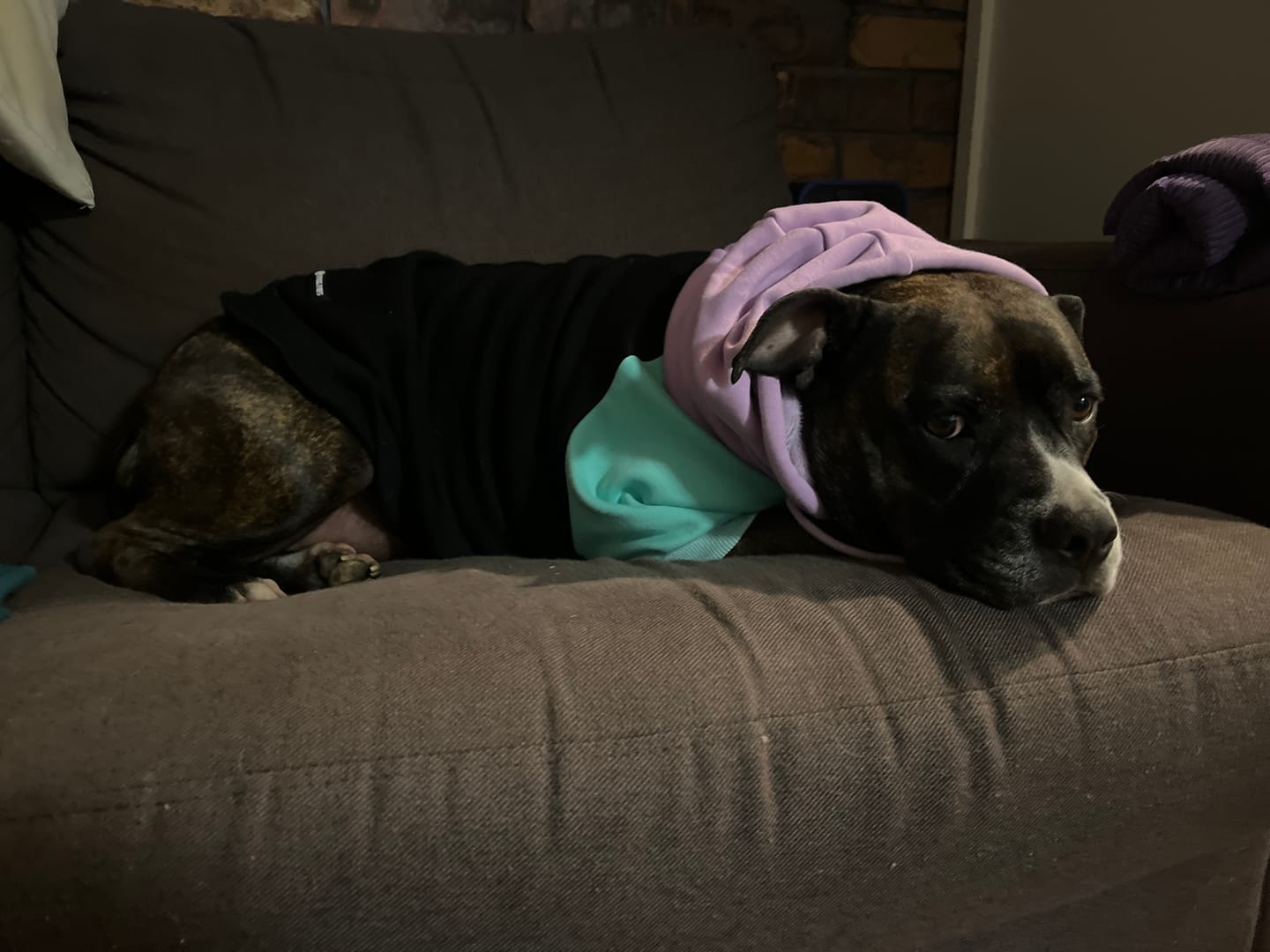 Customer photo review of Cyber Punk Dog Hoodie