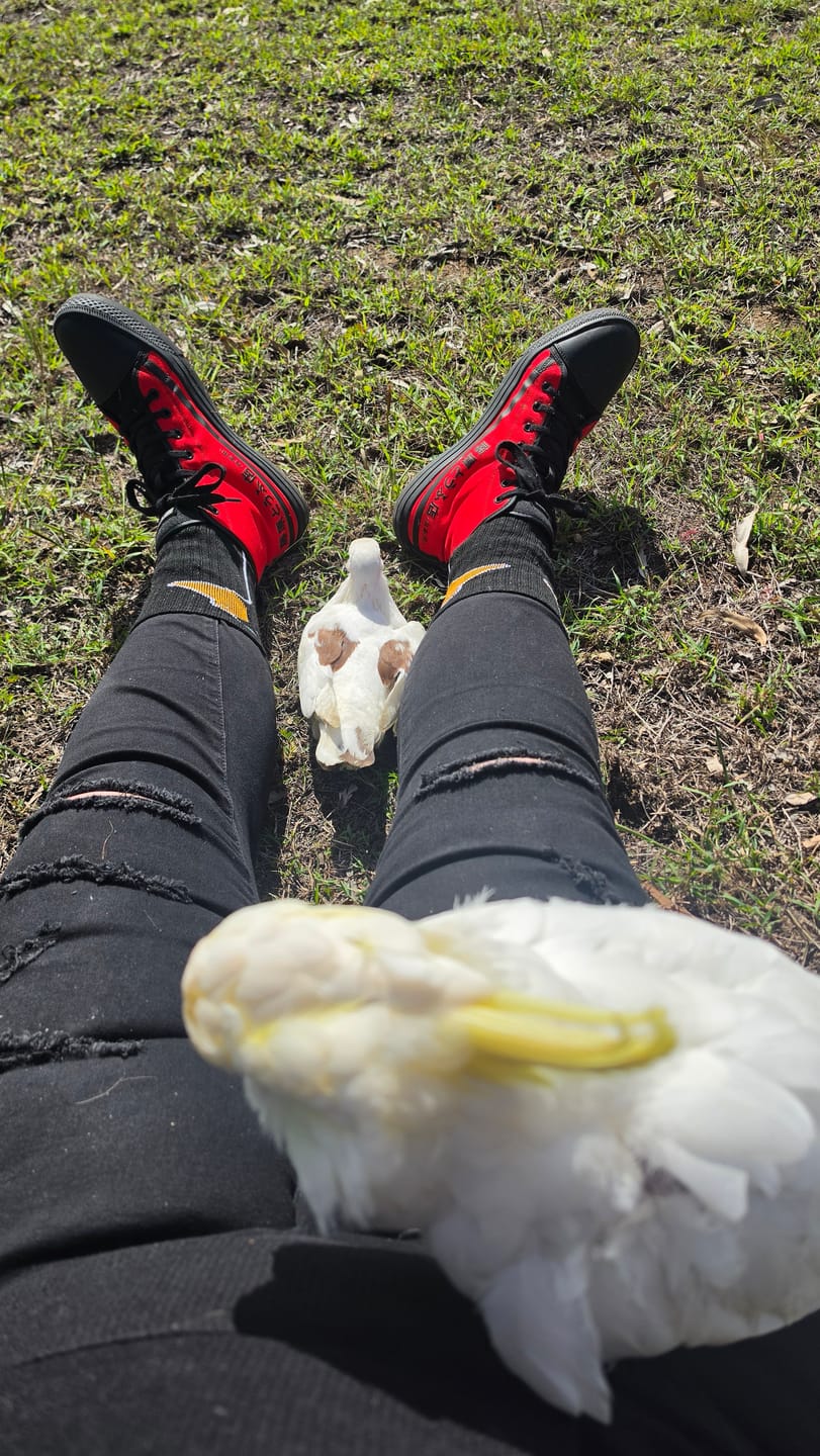 Customer photo review of HTXJPN Fuji2 Red Panda High Top Sneakers