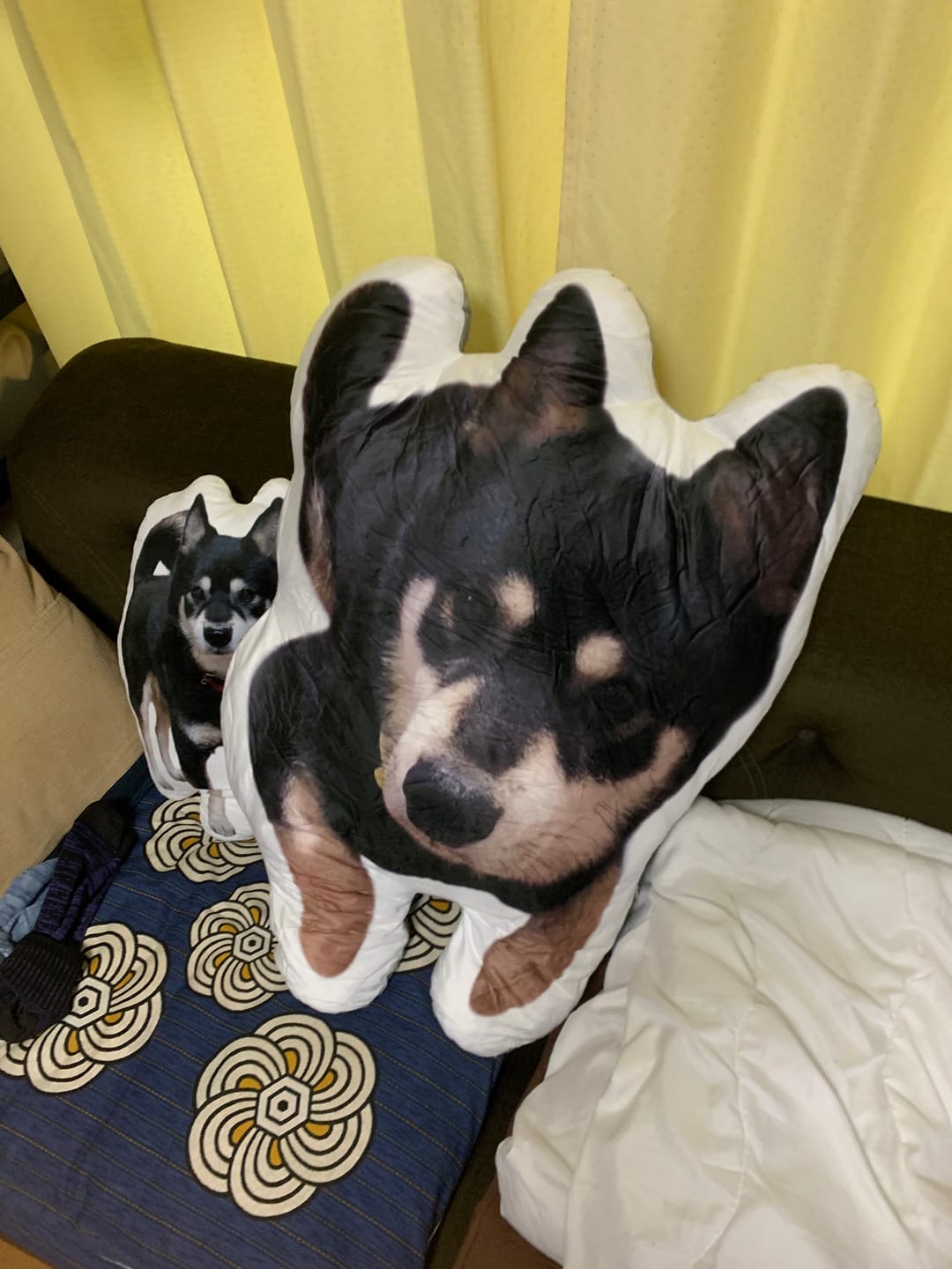 Customer photo review of 本物そっくり♪ペットクッション