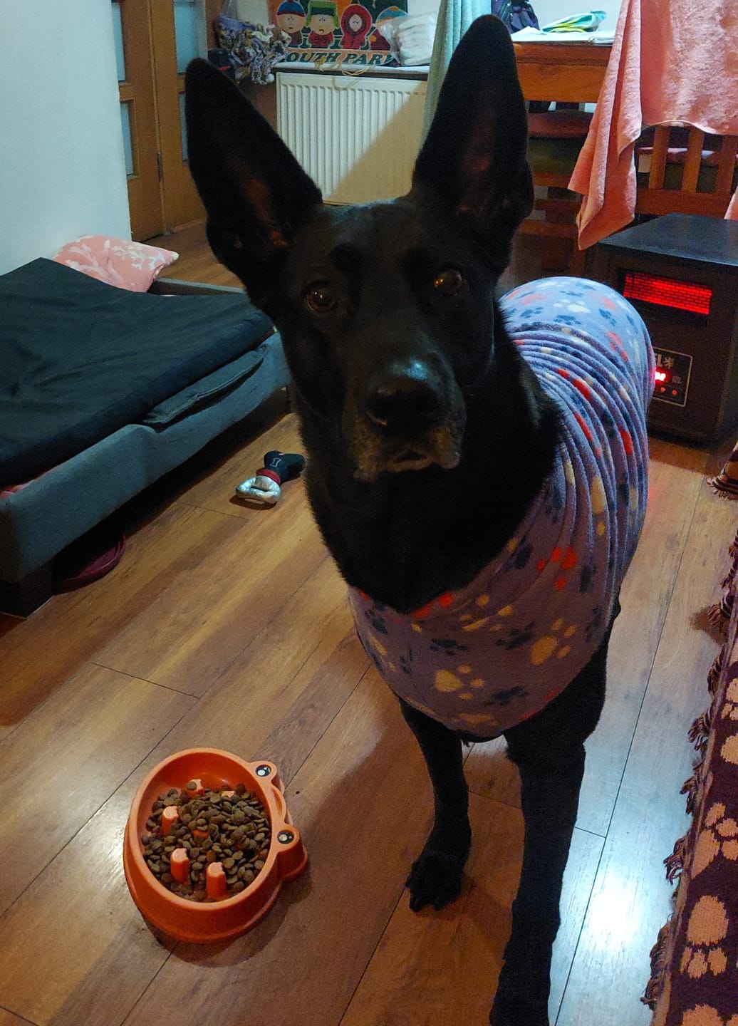 Customer photo review of PetFamily Foods