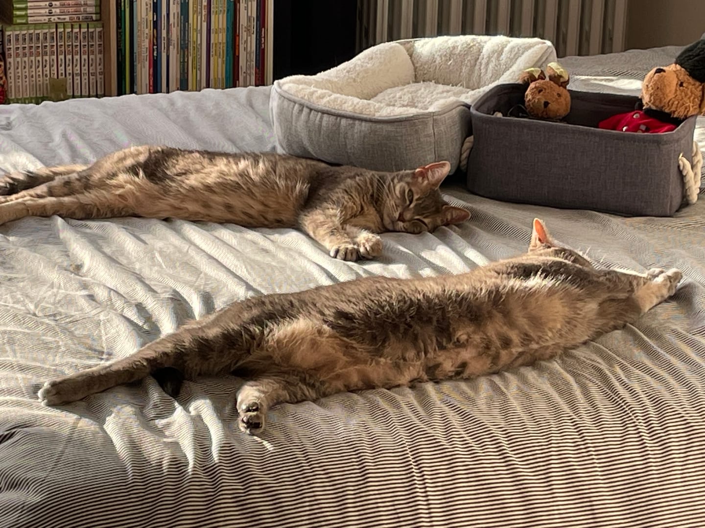 Customer photo review of Friandises riches en saumon (Chat adulte)