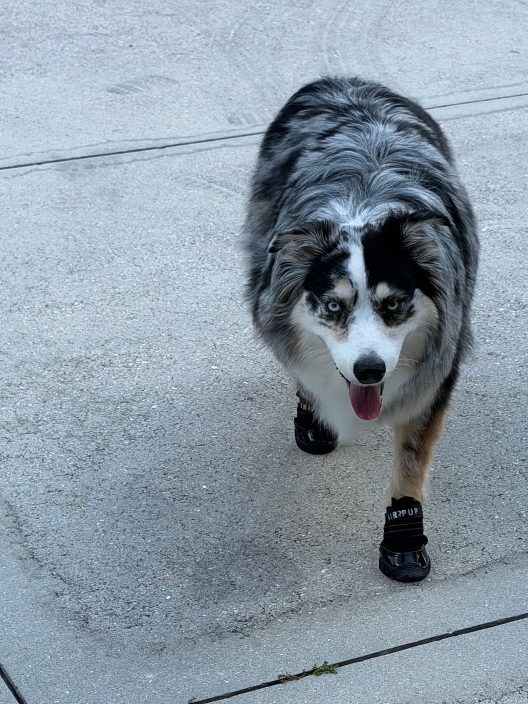Customer photo review of AIR PUP DOG SHOES - SET OF 4
