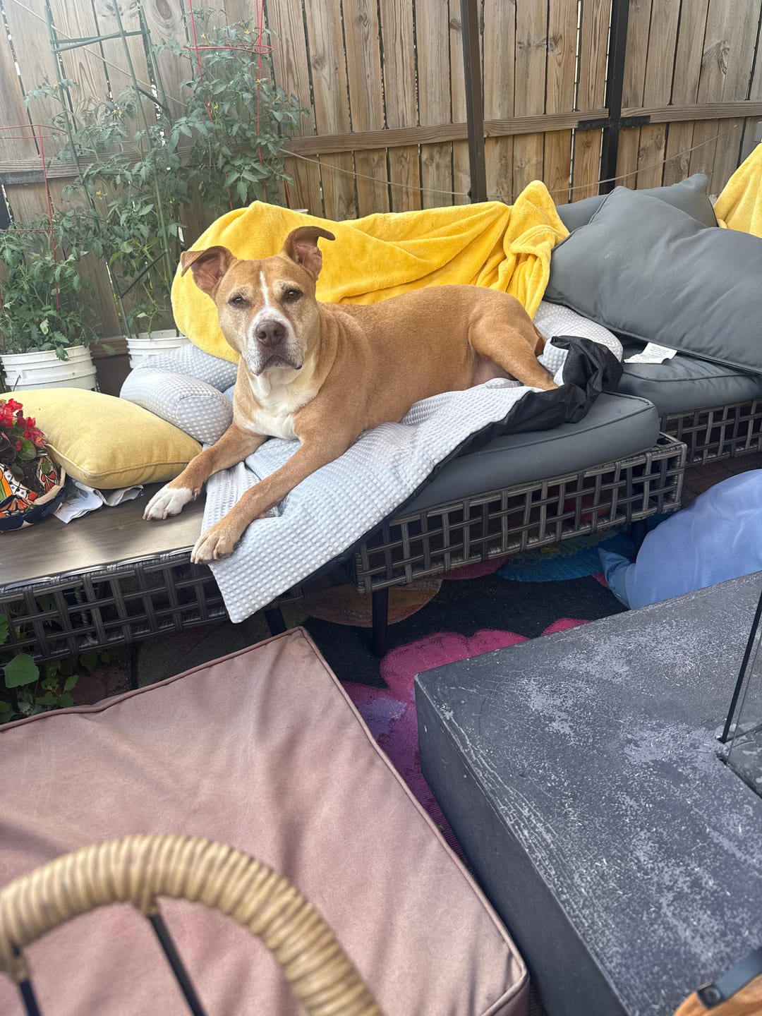Customer photo review of Frostcore™ Cooling Couch Cover Dog Bed and Cooling Mat Sets