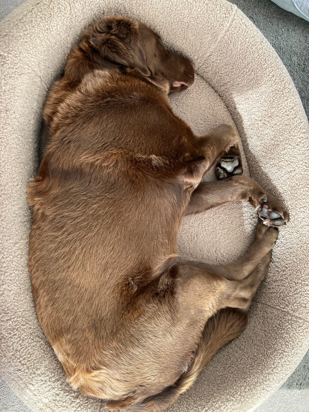 Customer photo review of Brooklyn® Nest Dog Bed (Orthopaedic Memory Foam)