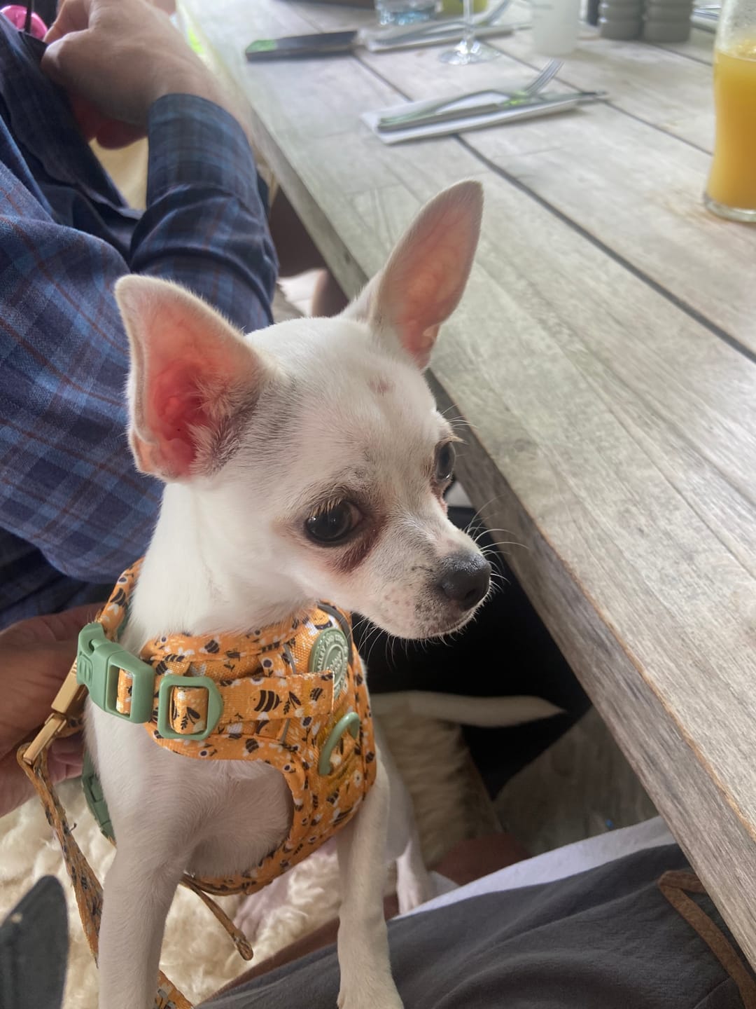 Customer photo review of Dog Harness - Colour Drops - Wanna-Bee