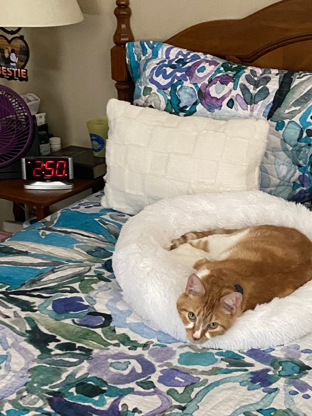 Customer photo review of The Original Fluffy Bean® Pet Bed