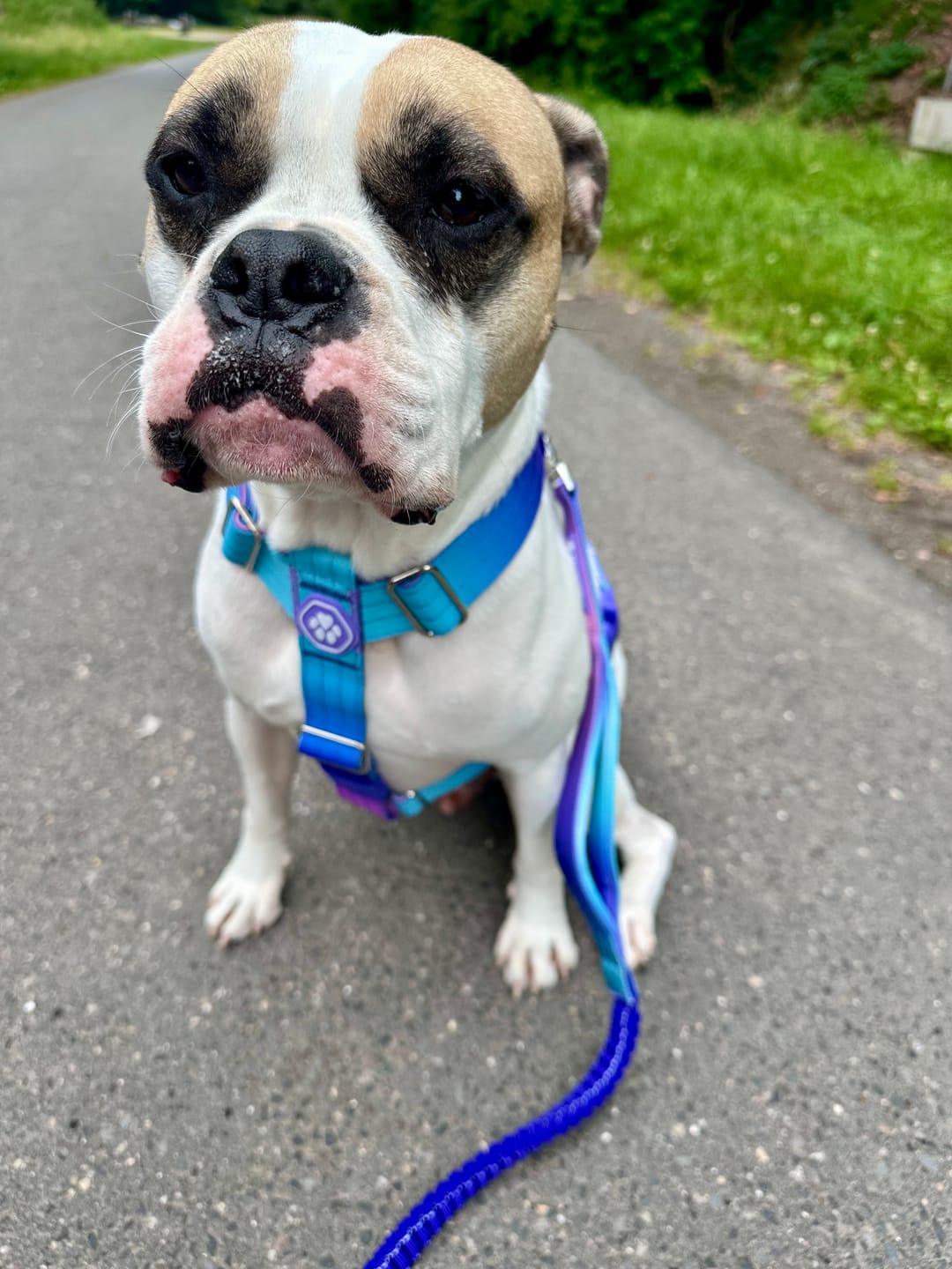 Customer photo review of Comfort Control No-Pull Dog Harness and Multipurpose Leash Sets