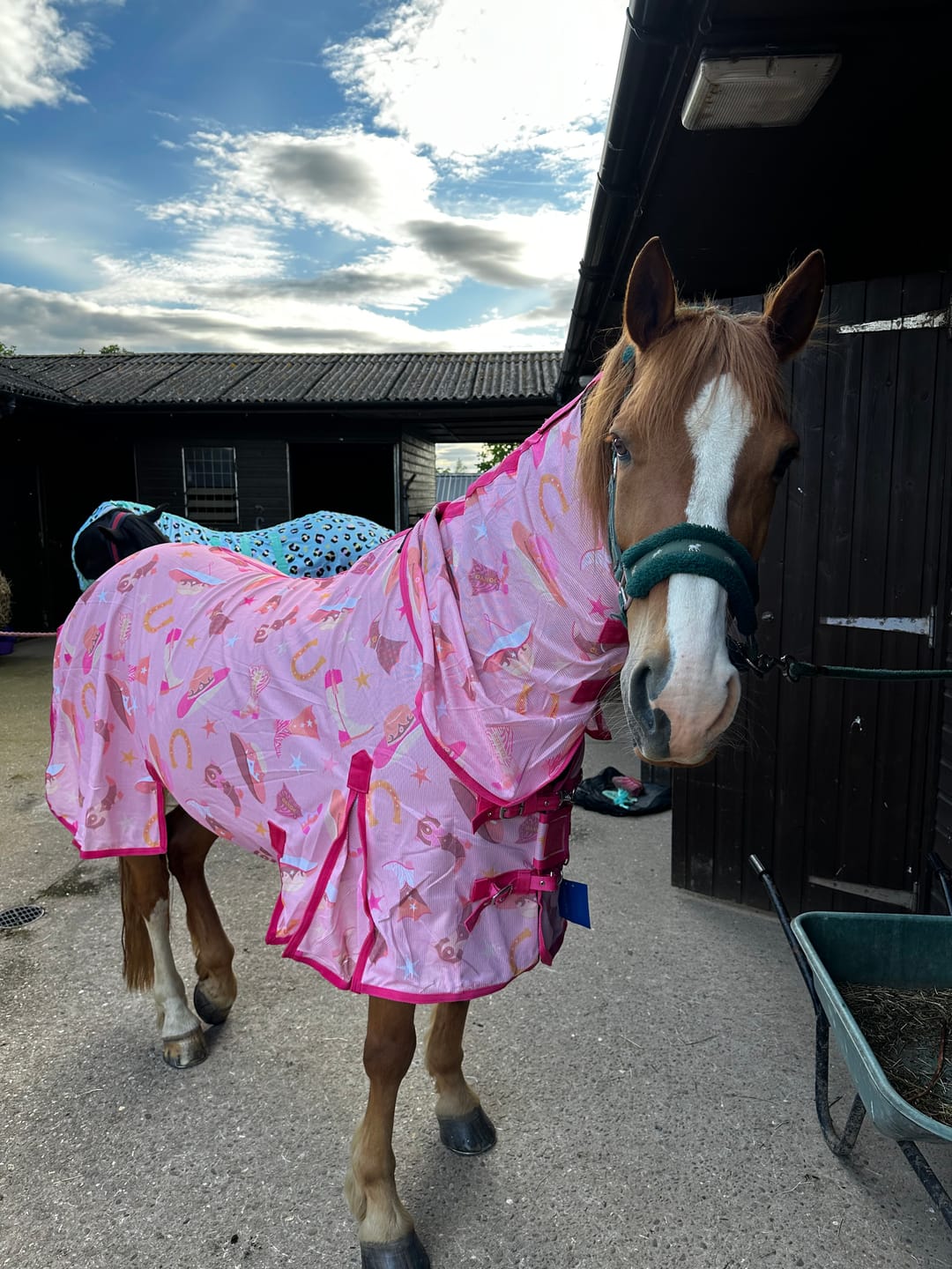 Customer photo review of NEW Country Star Fly Rug