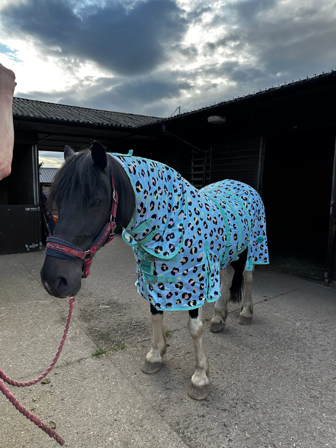 Customer photo review of Wild One Fly Rug