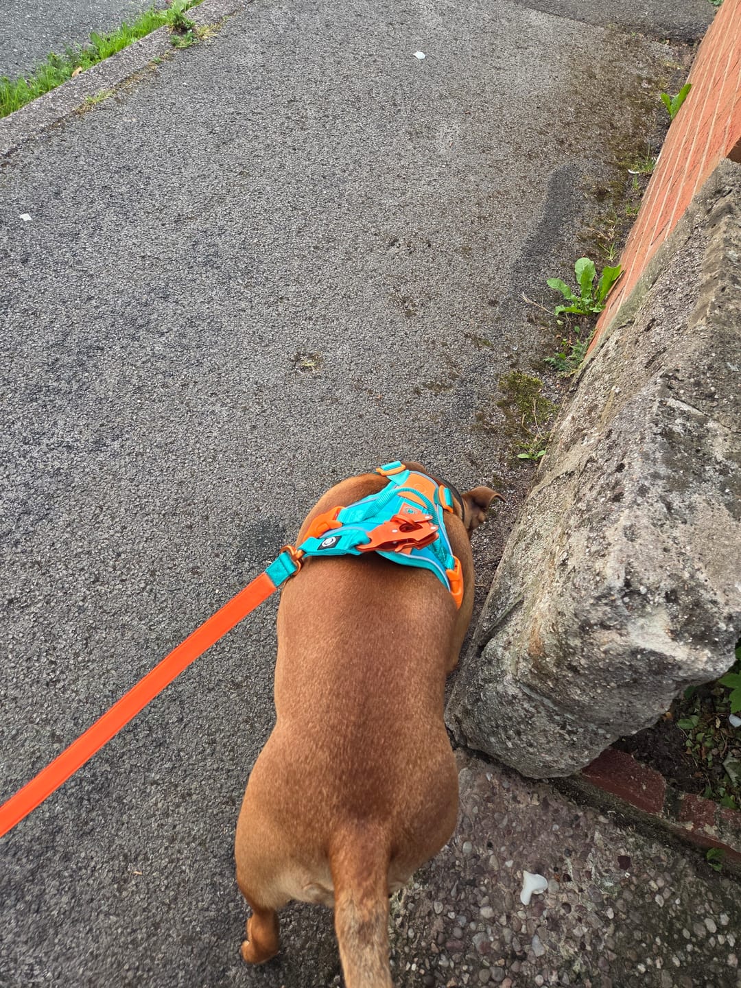Customer photo review of 1.4m Lighter Swivel Combat Lead | Anti-Tangle & Secure Clip - Turquoise x Orange