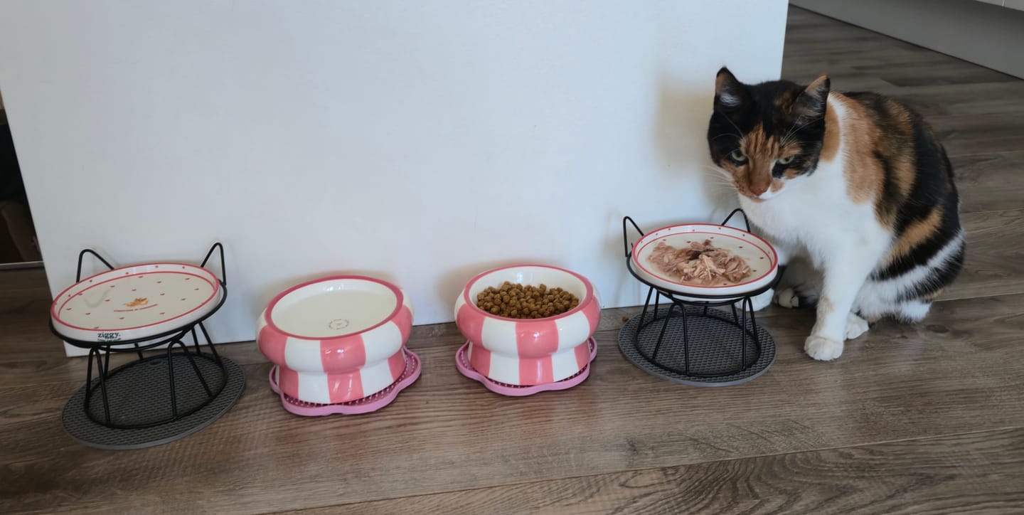Customer photo review of Assiette - Chaton d'Amour