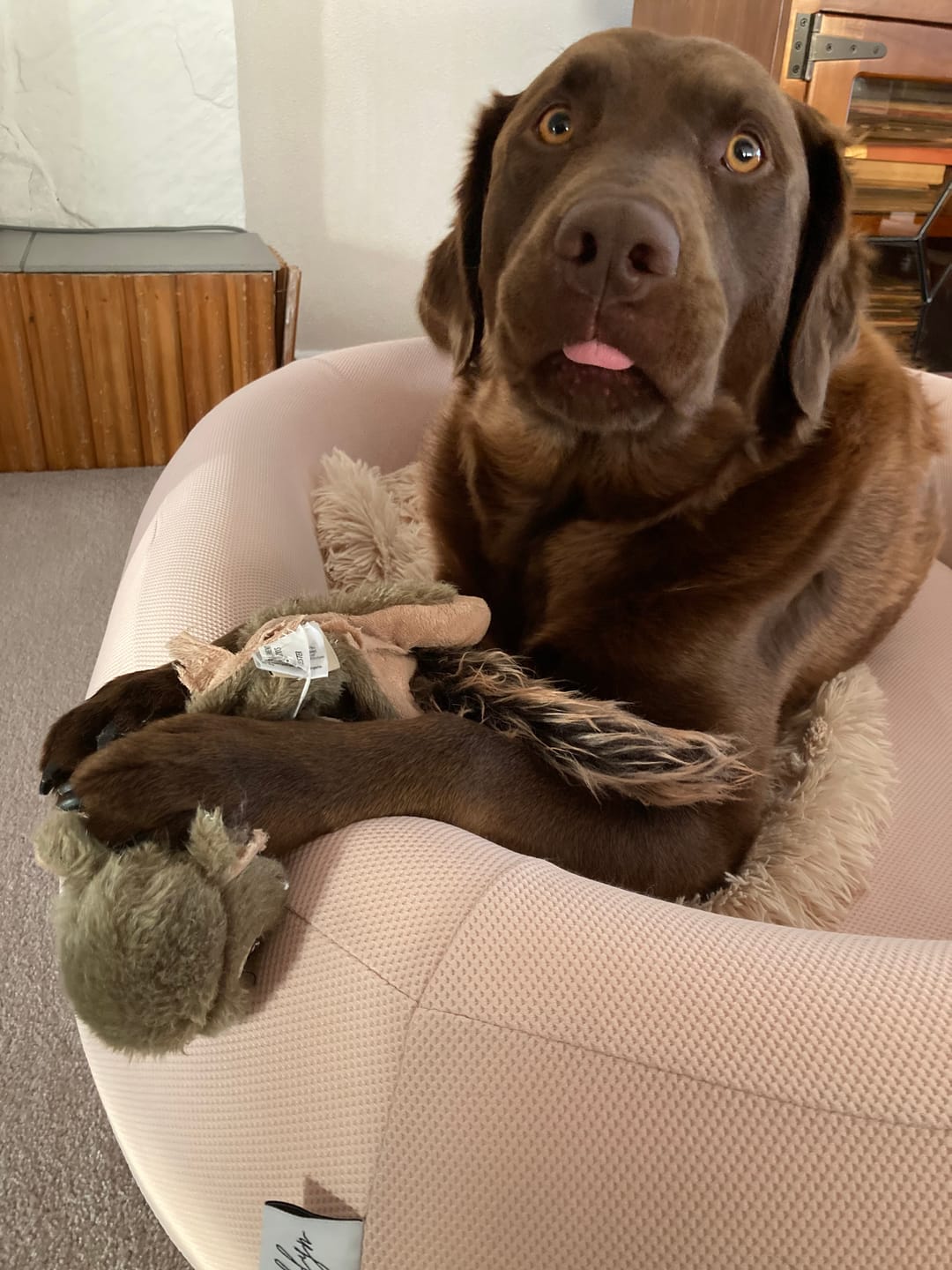 Customer photo review of Brooklyn® Nest Dog Bed (Orthopaedic Memory Foam)