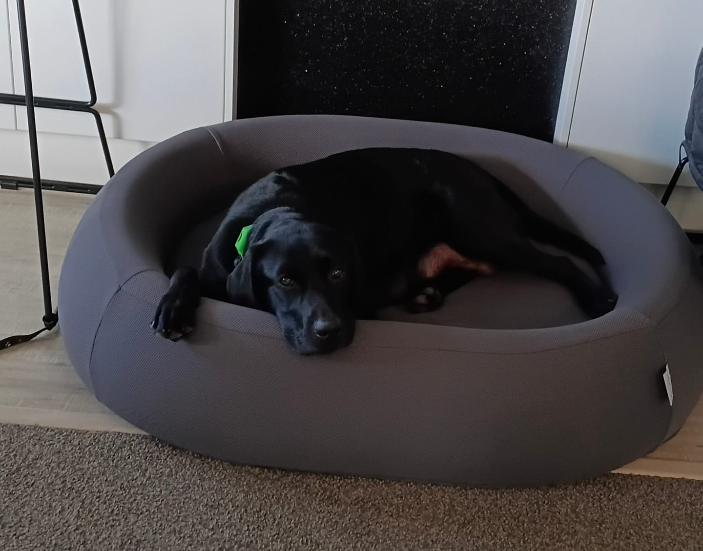 Customer photo review of Brooklyn® Nest Dog Bed (Orthopaedic Memory Foam)