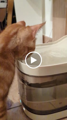 Customer video review of Wireless Weight-Sensing Pet Fountain