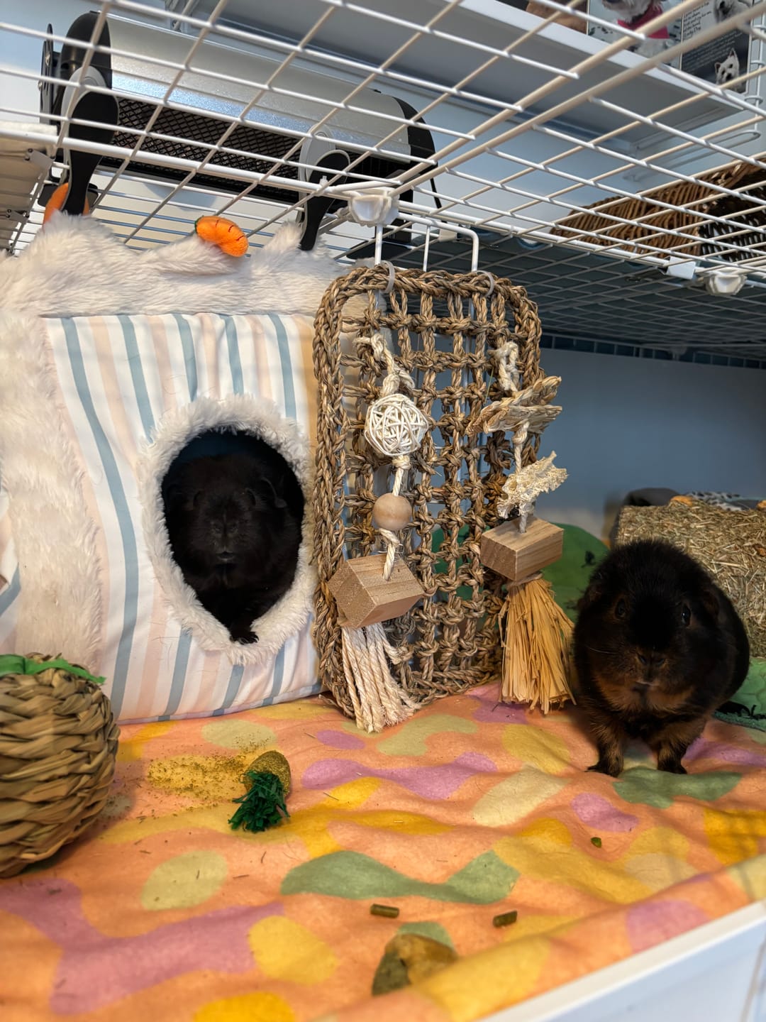 Customer photo review of Plush Fleece Liner for Guinea Pigs | Pigcasso Collection
