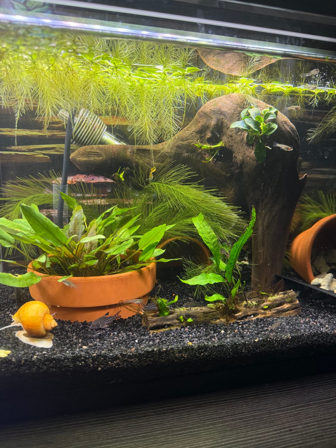 Customer photo review of Cryptocoryne Wendtii 'Green'