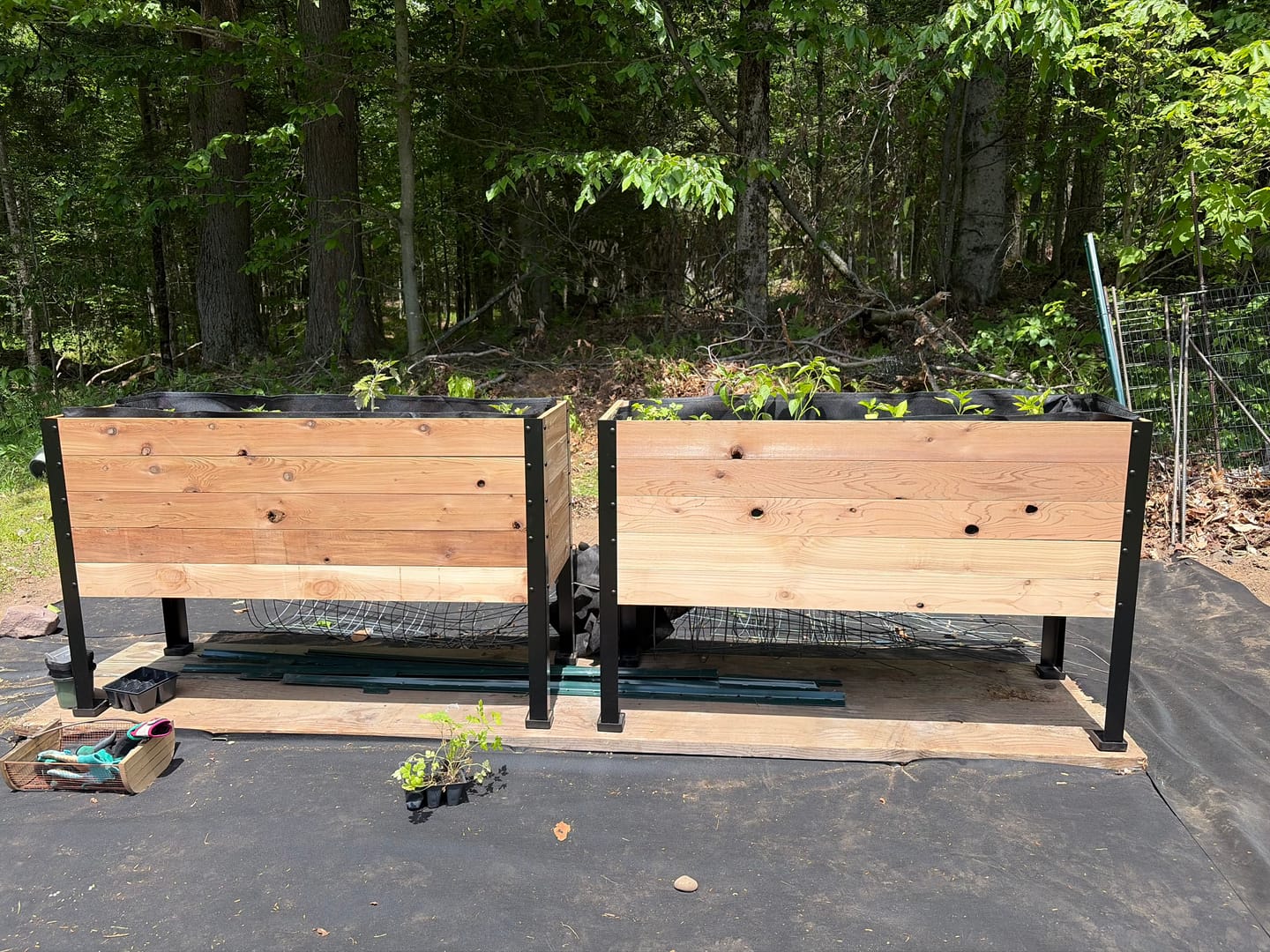 Customer photo review of 18" x 48" Raised Garden Bed - 30" TALL / Garden Grade