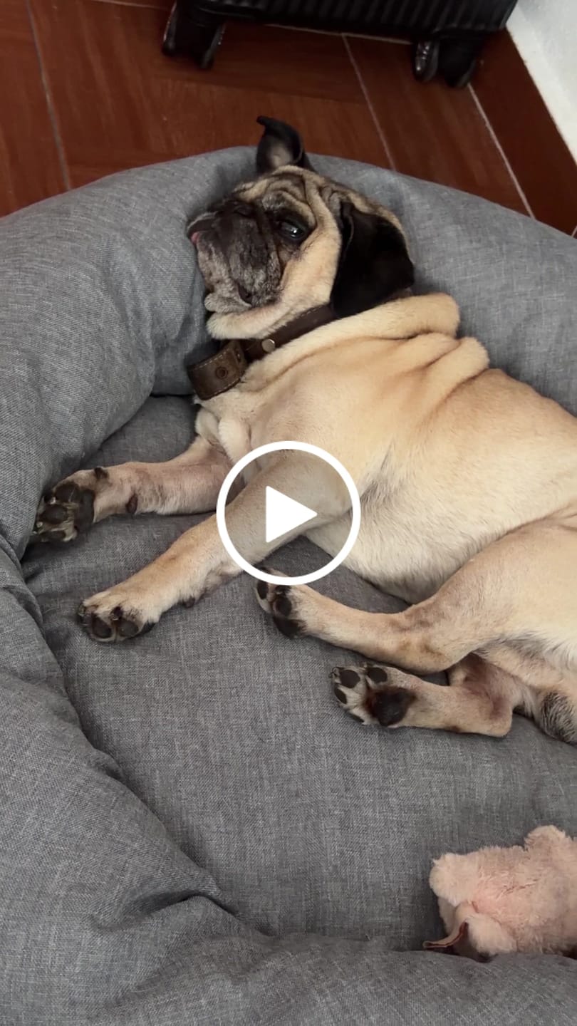 Customer video review of Funda Lino para Cama Antiestrés para Perros