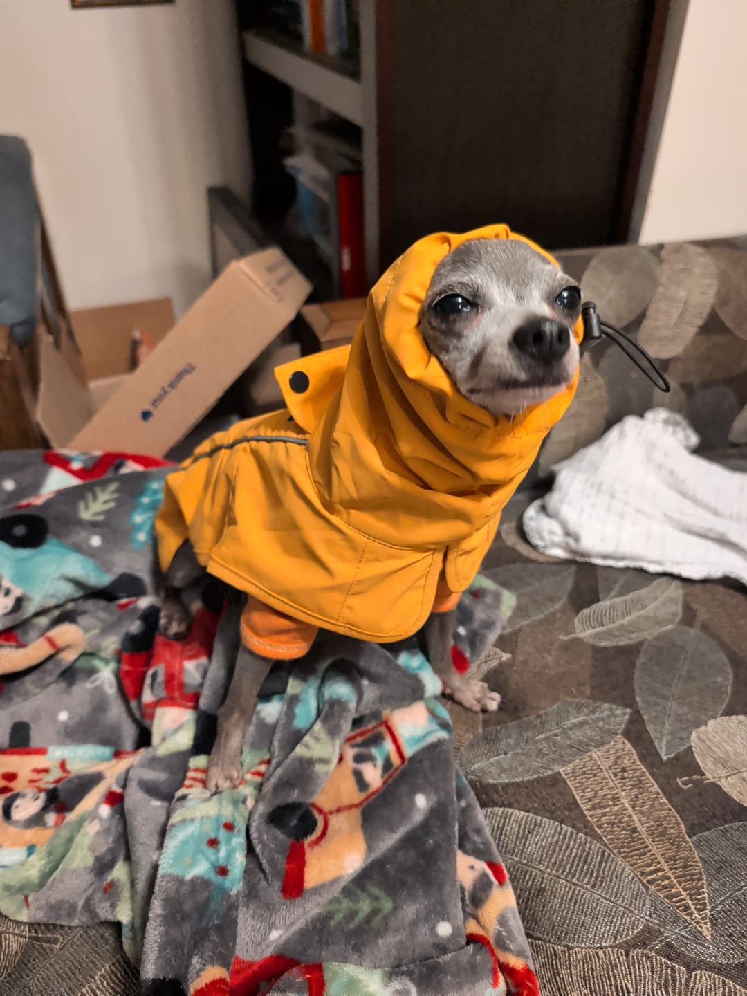 Customer photo review of Breatheshield™ Dog Raincoats