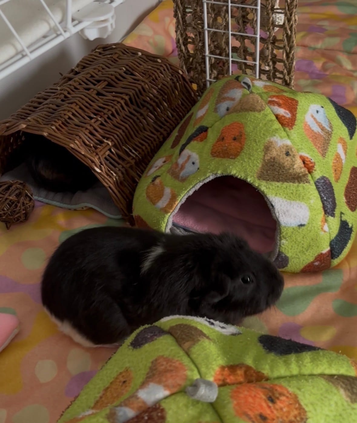 Customer photo review of Pee Pad for Guinea Pigs | Unicorn Collection
