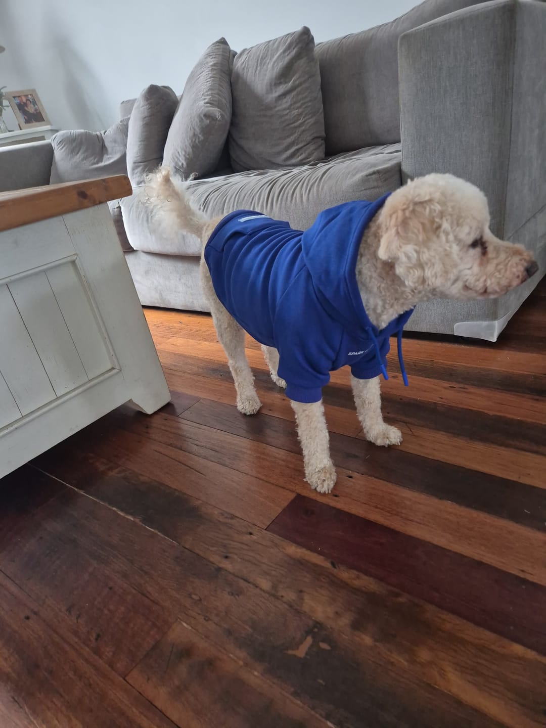 Customer photo review of Essential Dog Hoodie - Midnight Blue