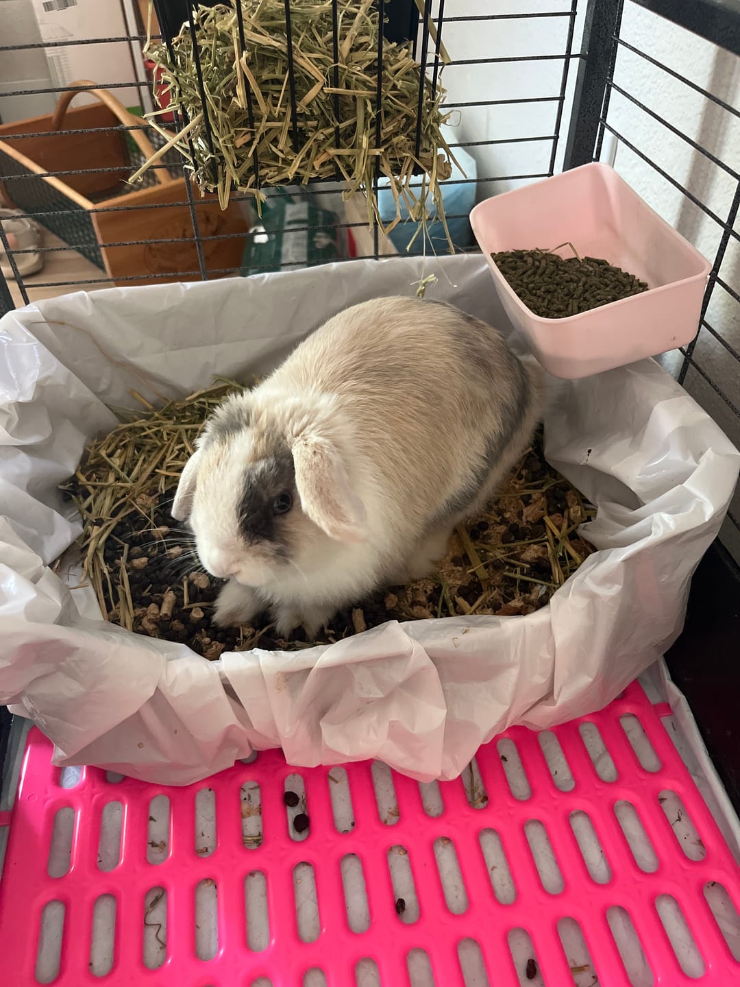 Customer photo review of Litter Box for Guinea Pigs & Rabbits