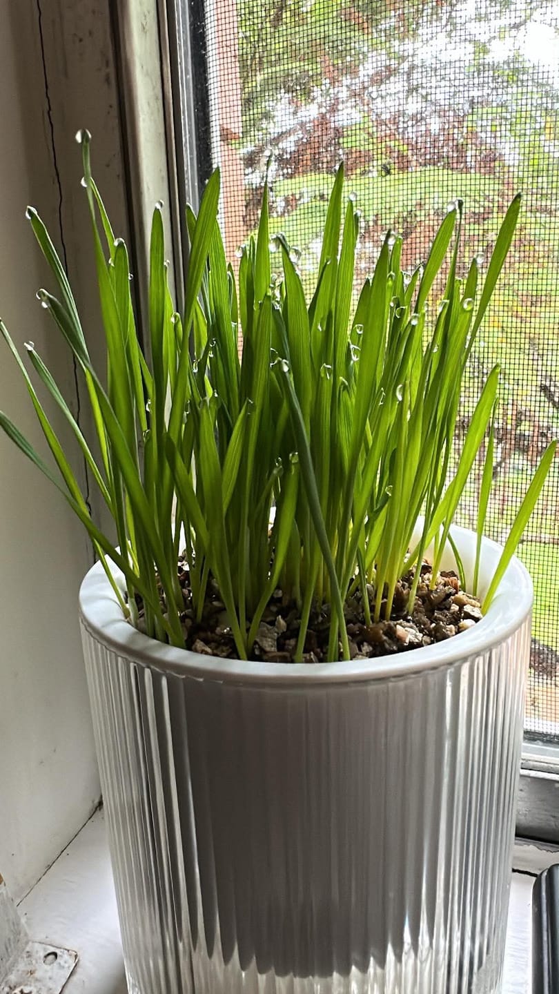 Customer photo review of MICHU All-in-One Soil-Free Cat Grass Grow Kit with Australian Seed and Mulch, Made in Australia