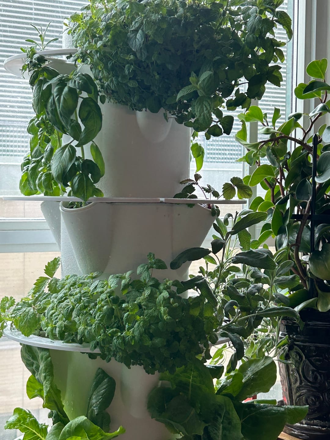 Customer photo review of General Hydroponics GH FloraMicro (5-0-1)