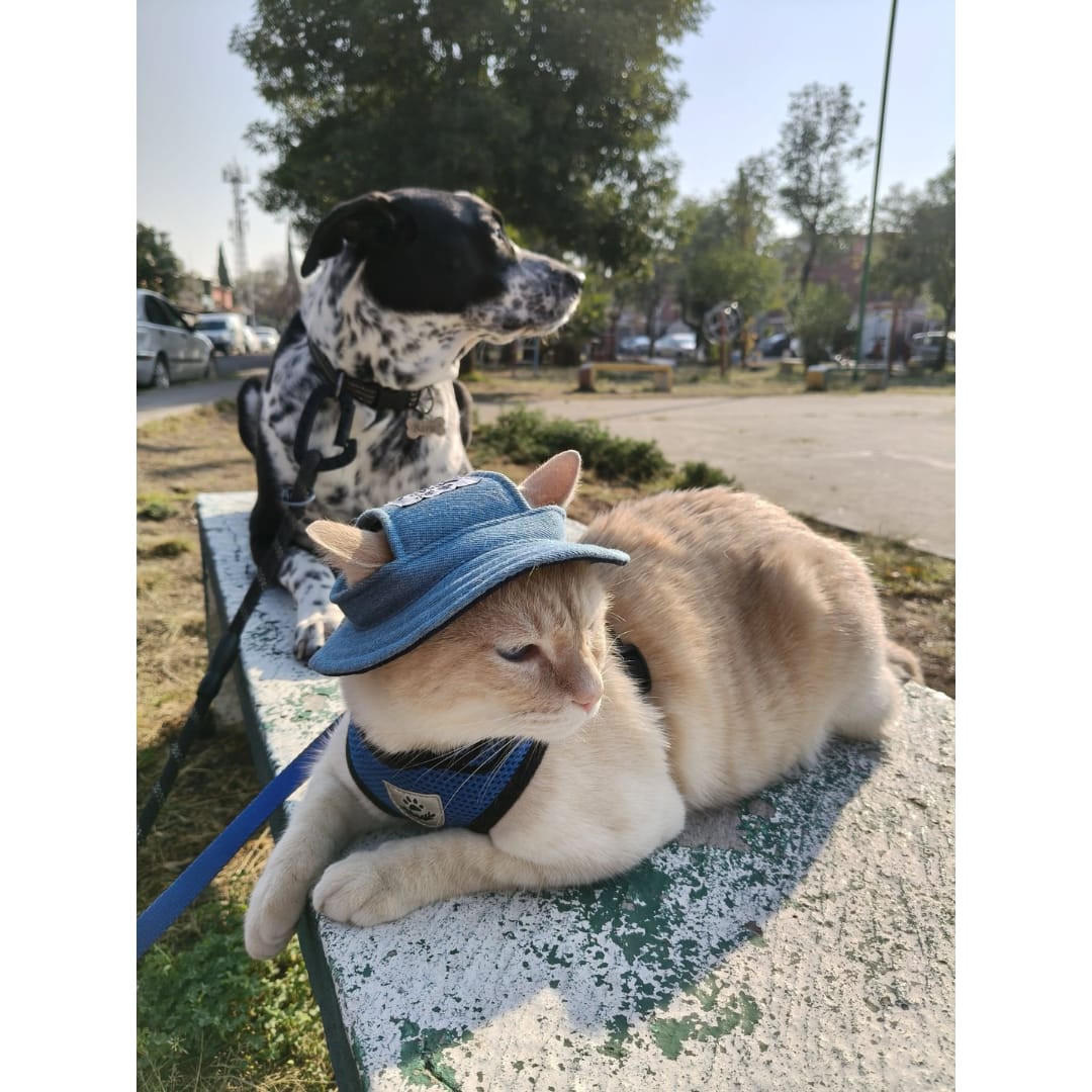 Customer photo review of Guía definitiva para sacar a tu gato sin estrés