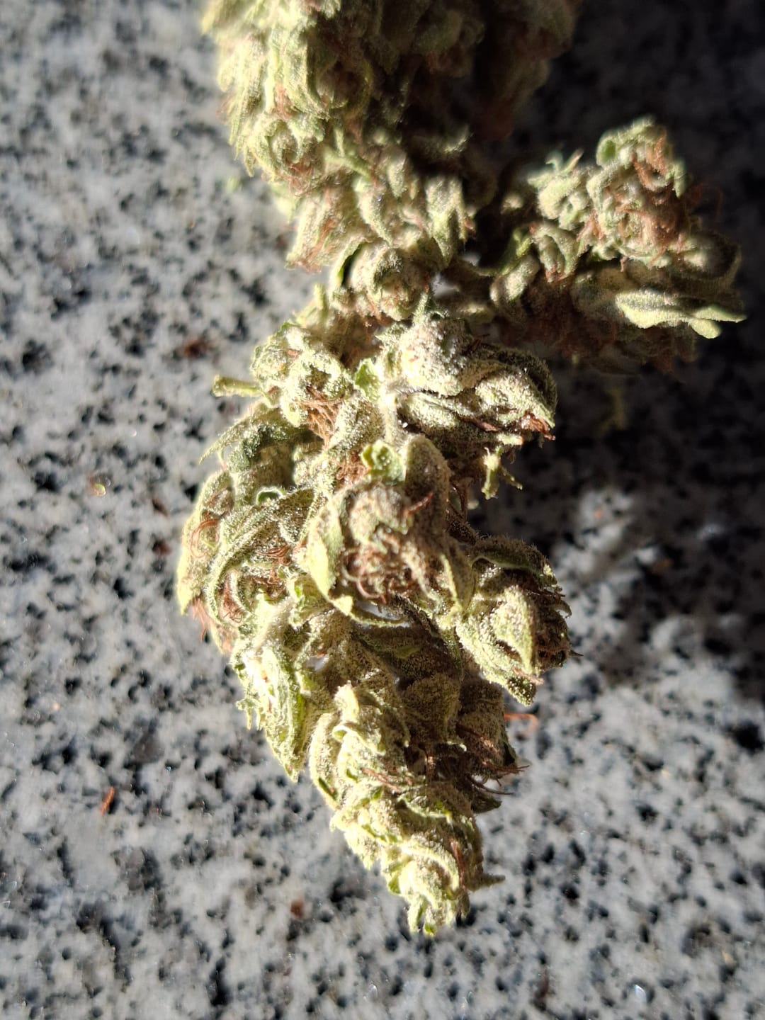 Customer photo review of Strawberry Cream CBG