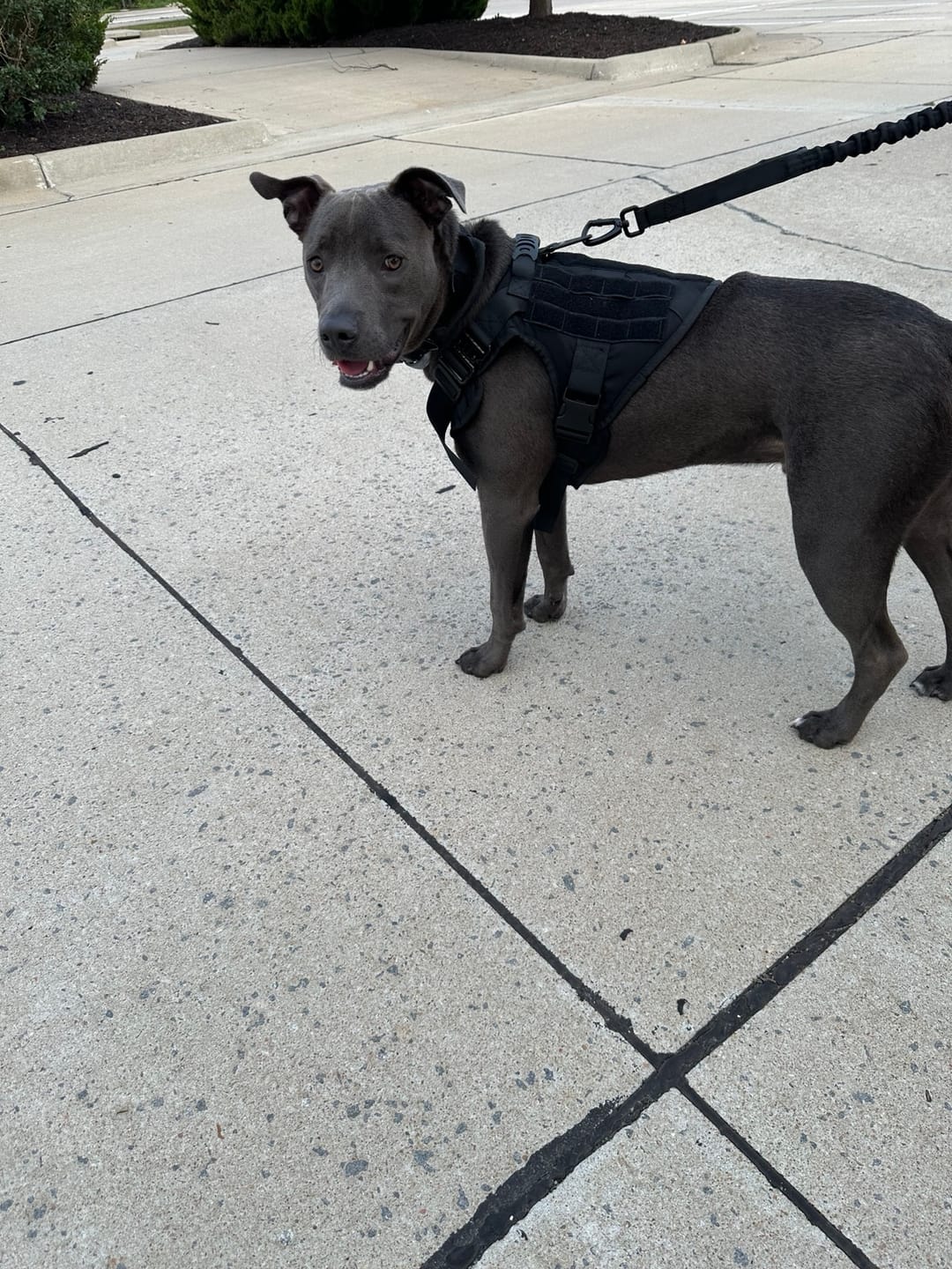 Customer photo review of Team K9® Classic No-Pull Dog Harness
