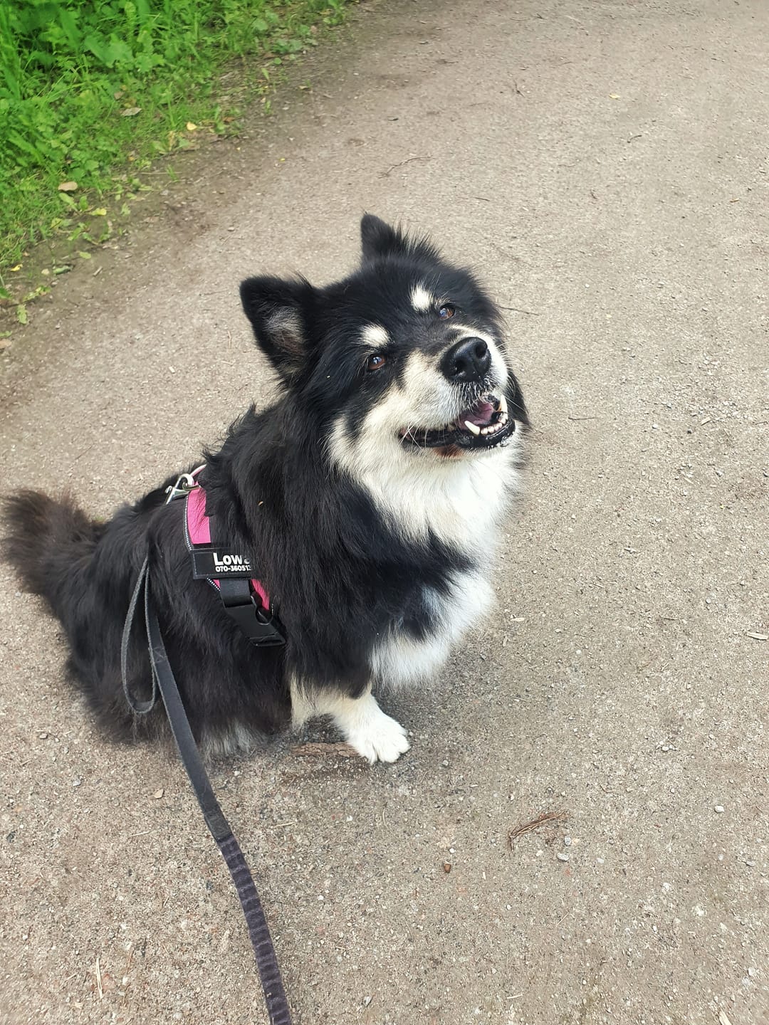 Customer photo review of Personlig Hundsele med Namn & Telefonnummer