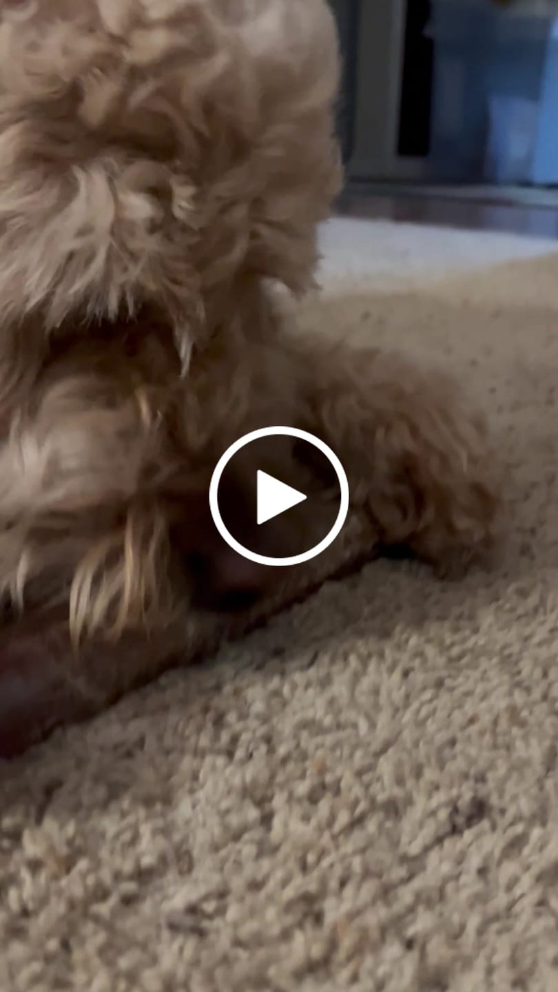 Customer video review of Ostrich Shaft Bones (11" x 2"): The Long-Lasting, Flavorful Chew for Medium to Large Dogs