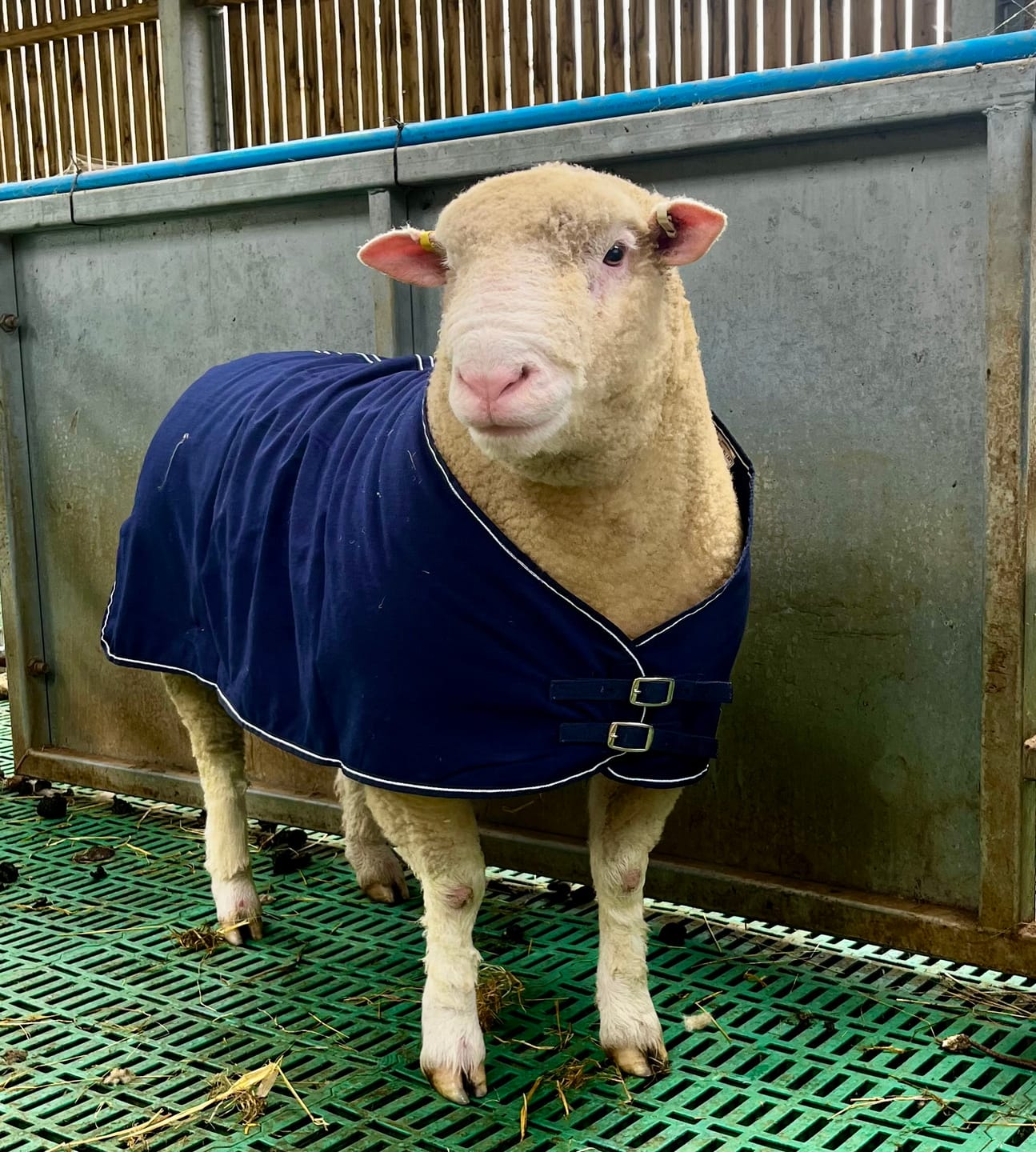 Customer photo review of Travel & Show Sheep Coat
