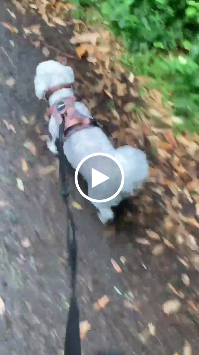 Customer video review of Disney© Tough Trails™ Harness - Disney Dogs