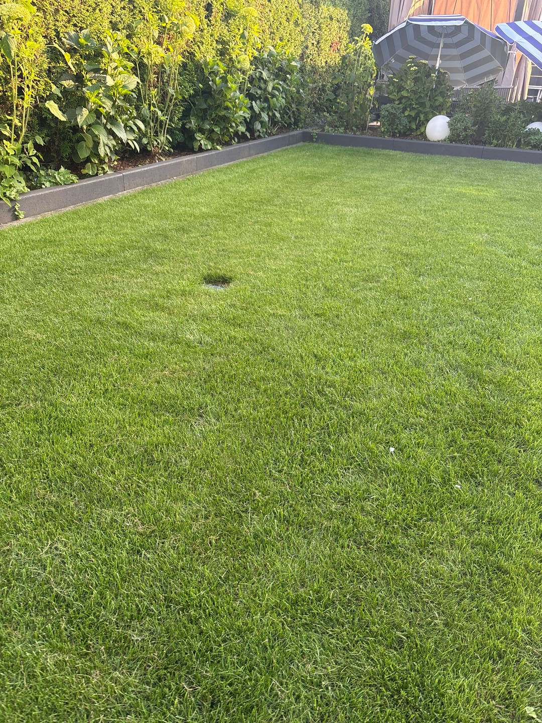 Customer photo review of RASENBLITZ™ - NACHSAAT