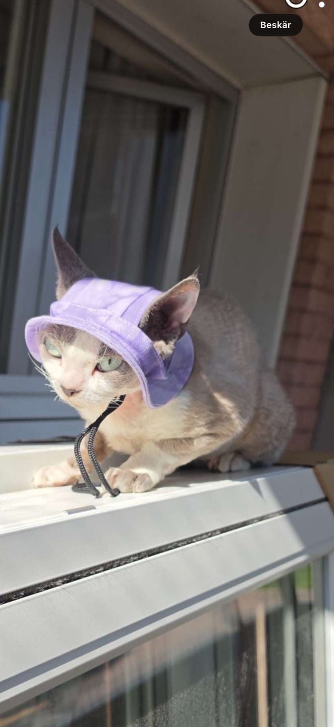 Customer photo review of Solhatt för hund | Svalkande Hundhatt