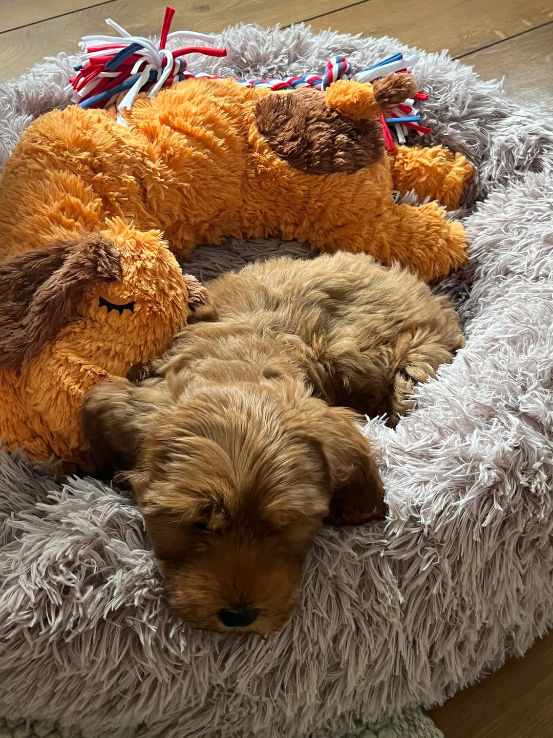 Customer photo review of Puppery Hundebett Wolke 7 - Das Original