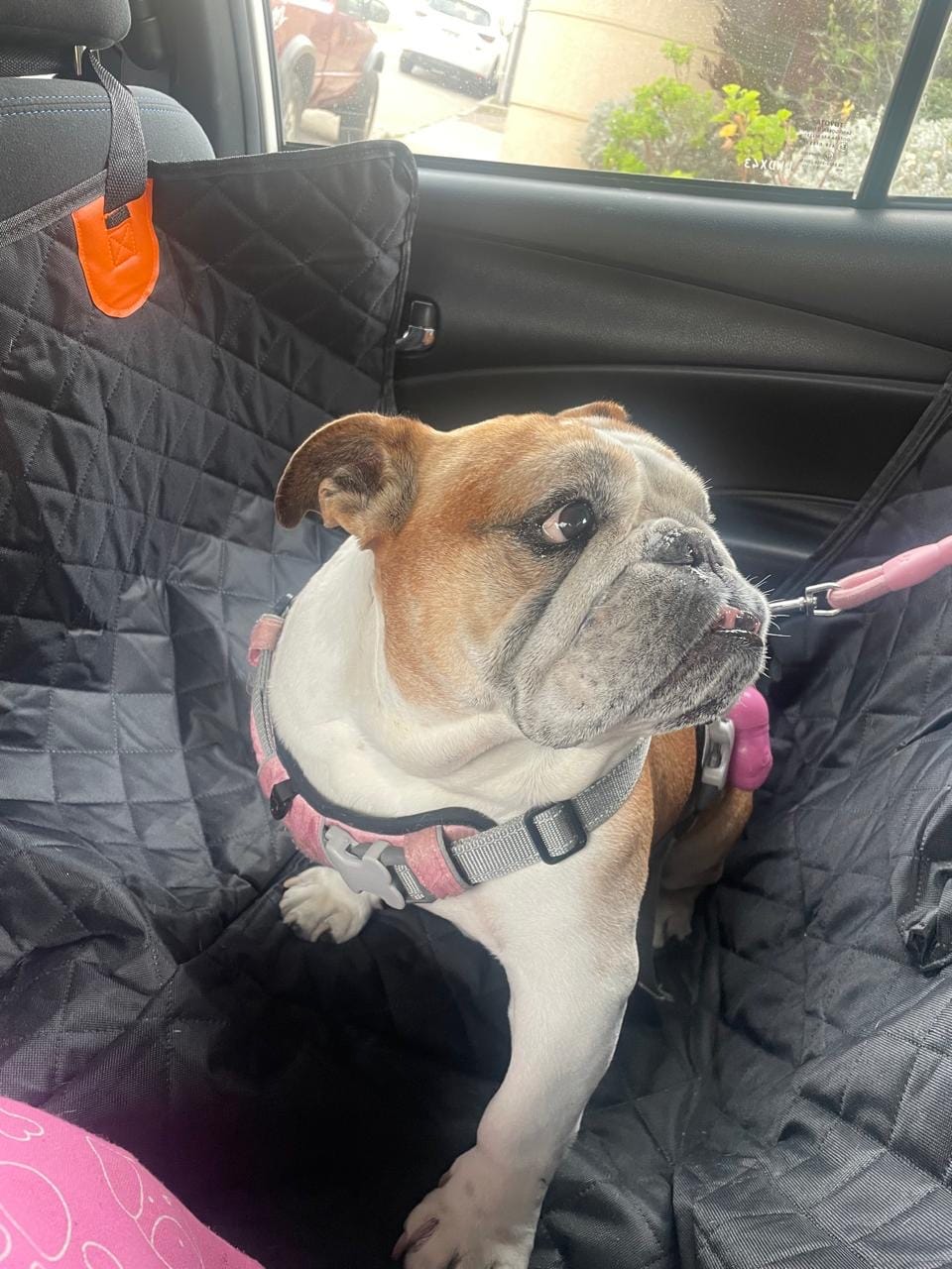 Customer photo review of Funda Impermeable THE DOGS — Auto limpio, perro seguro