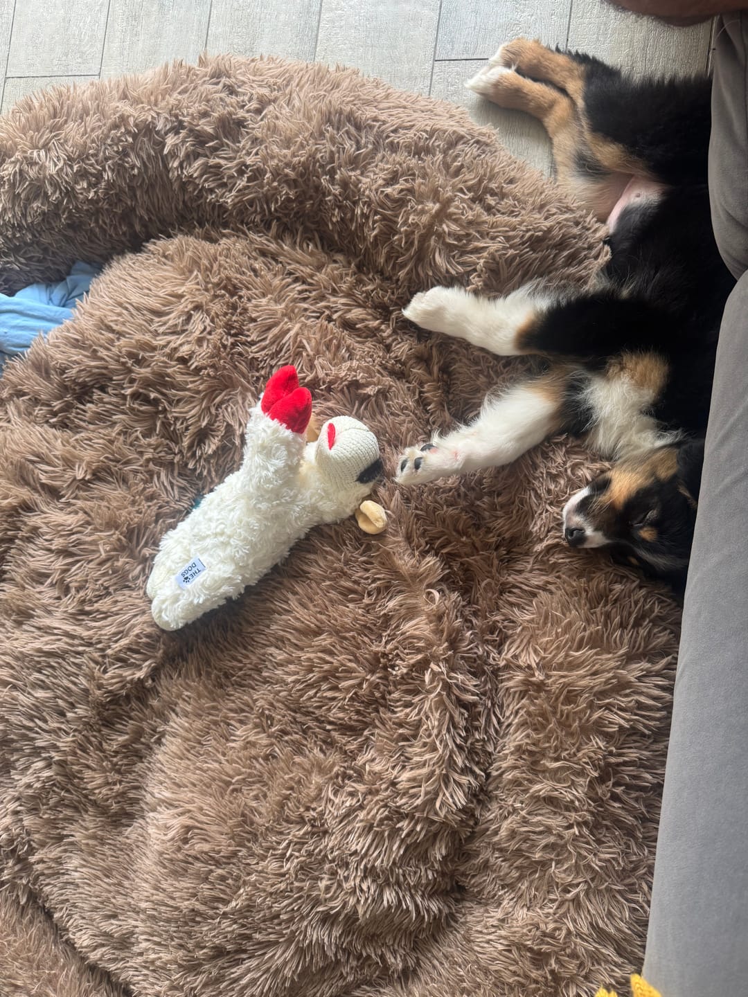 Customer photo review of Cama Anti-Estrés THE DOGS — Menos ansiedad, más descanso