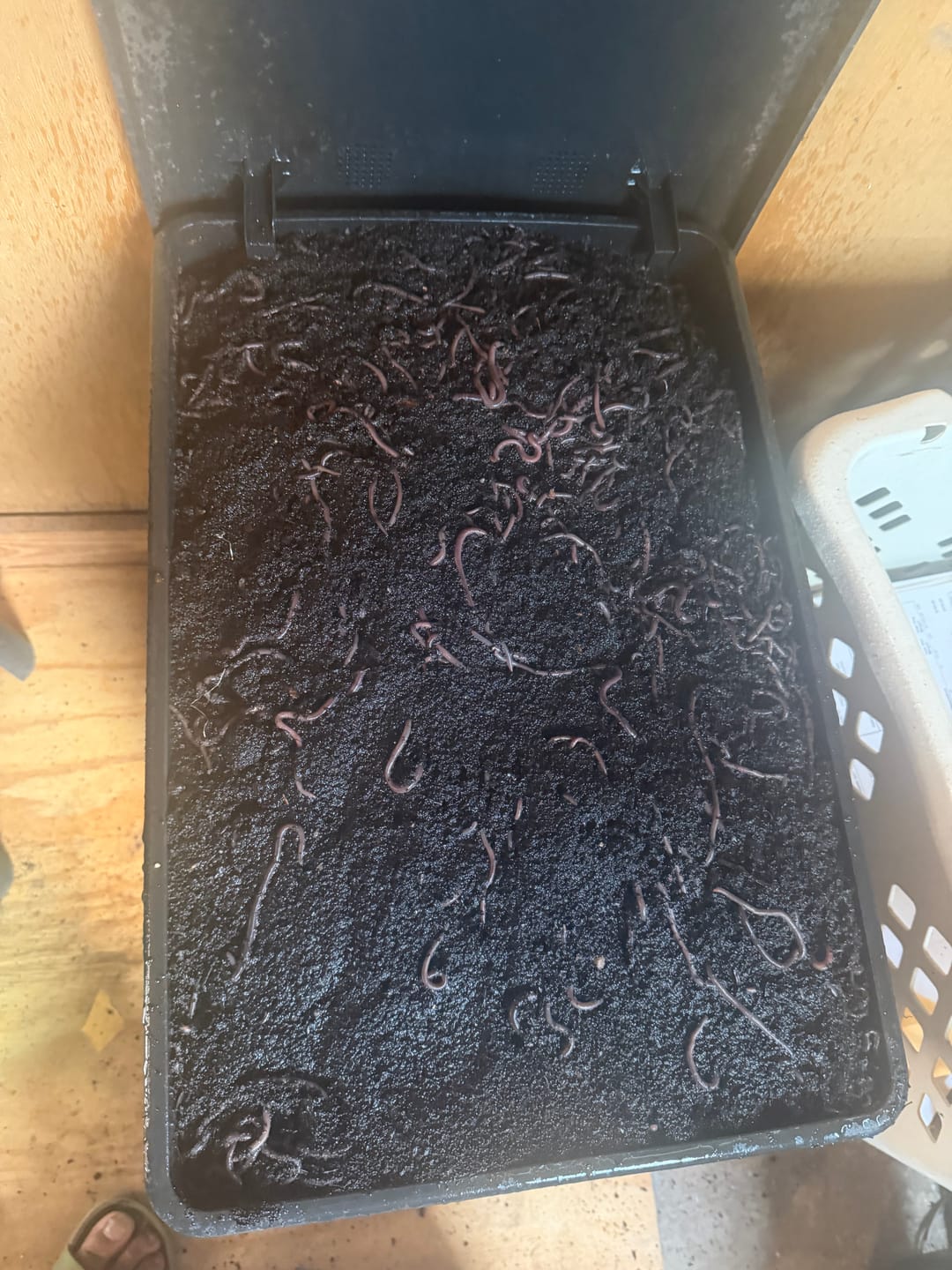 Customer photo review of African Nightcrawlers