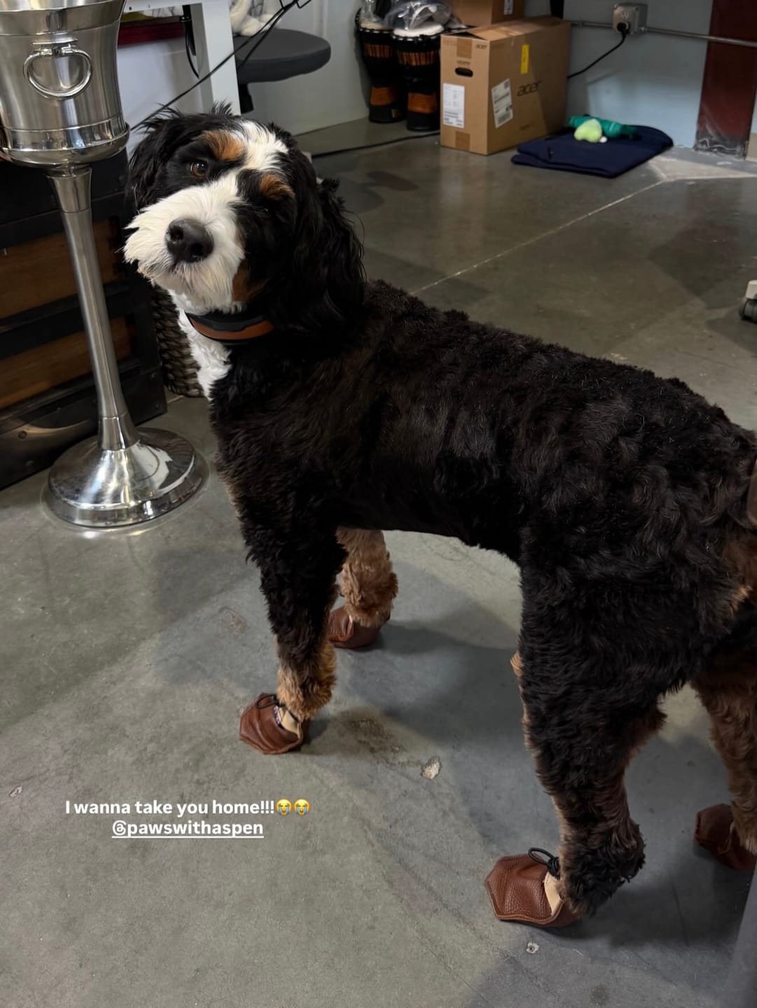 Customer photo review of The Lariat Cinch - Dog Boots