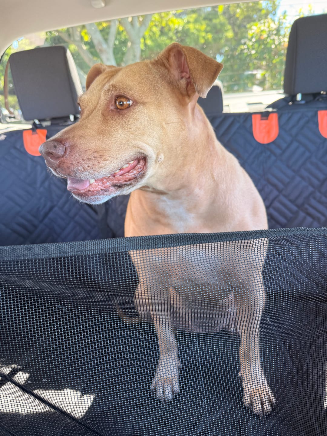Customer photo review of Companion&Co™ Hard Bottom Car Seat Cover