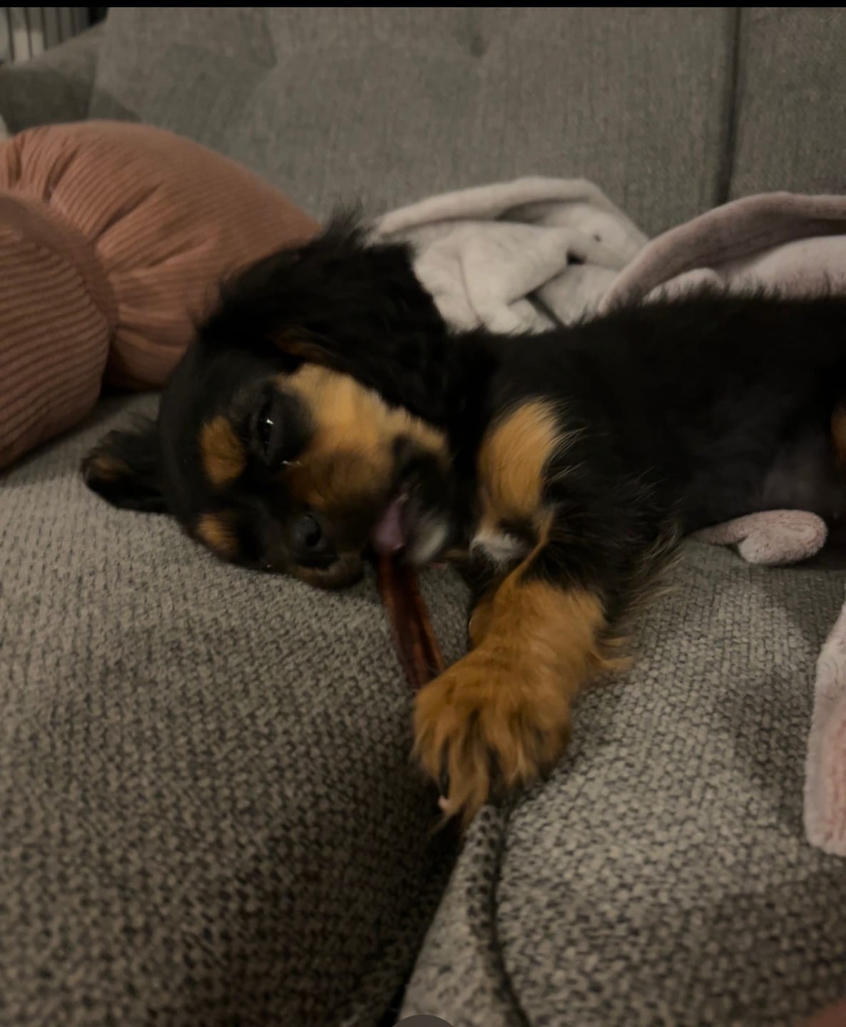 Customer photo review of Vrac Nature's Own - Bâtonnets oesophage de boeuf pour chien