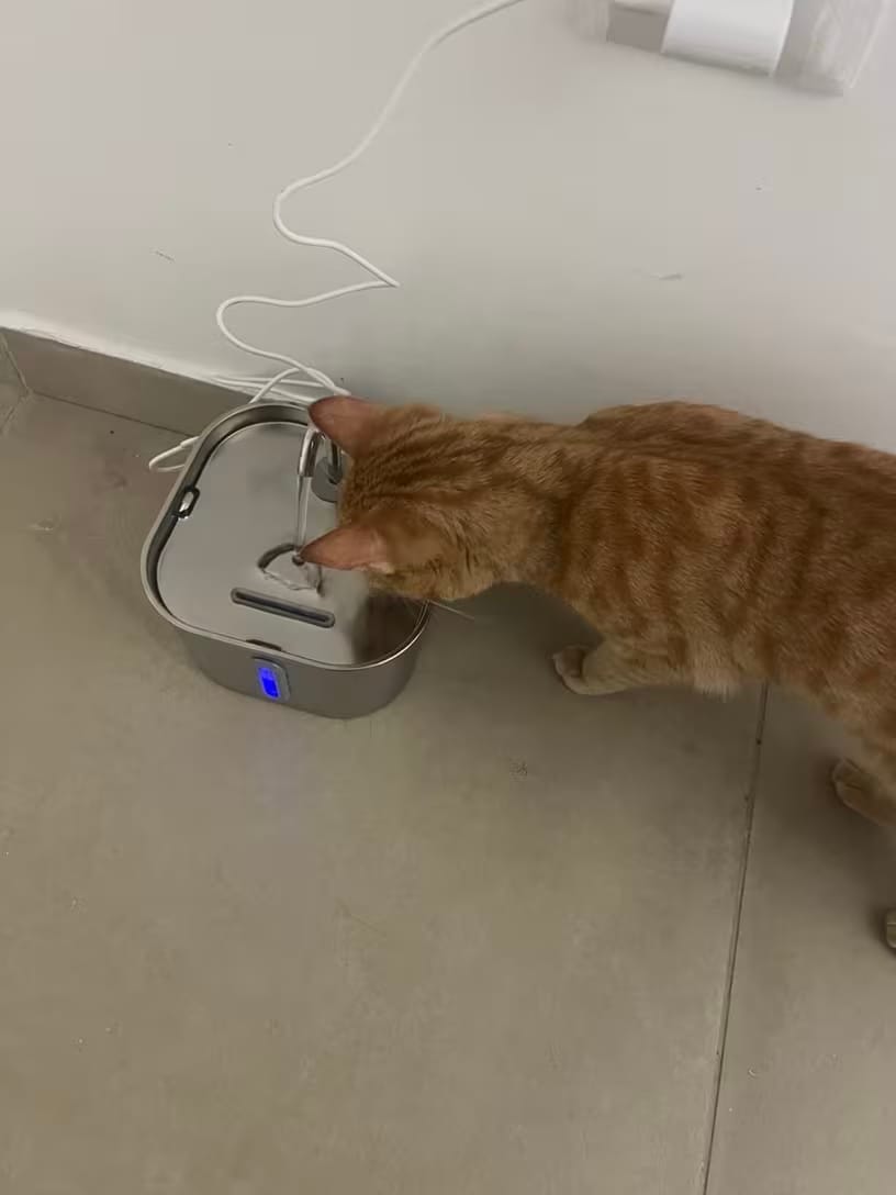 Customer photo review of KittyFlow - מזרקת מים לחתול