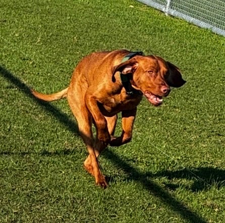 Customer photo review of Comfort Control Dog Collars