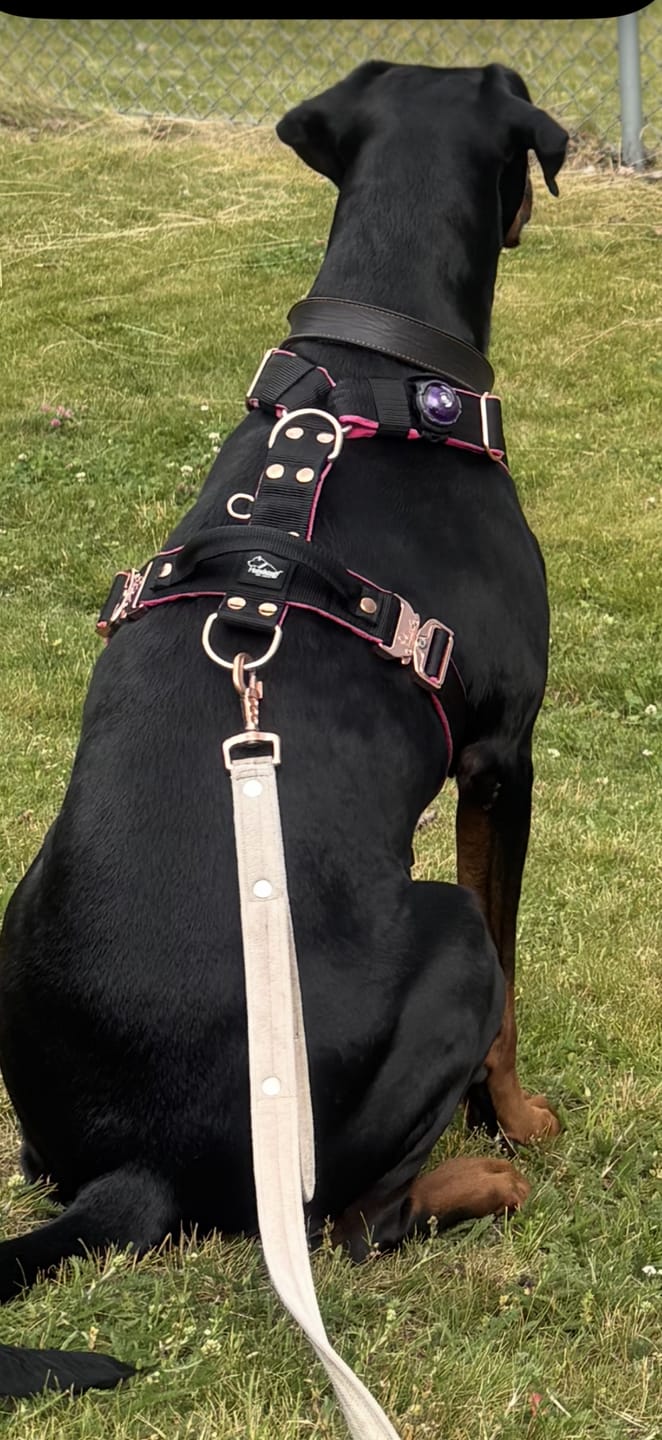 Customer photo review of Easy Walk Extreme Rose Svart - Sele med snabbspänne