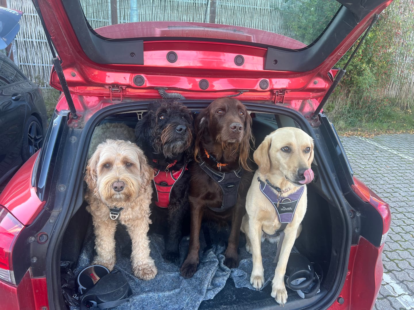 Customer photo review of TreatEaters grisetryner 4-pak